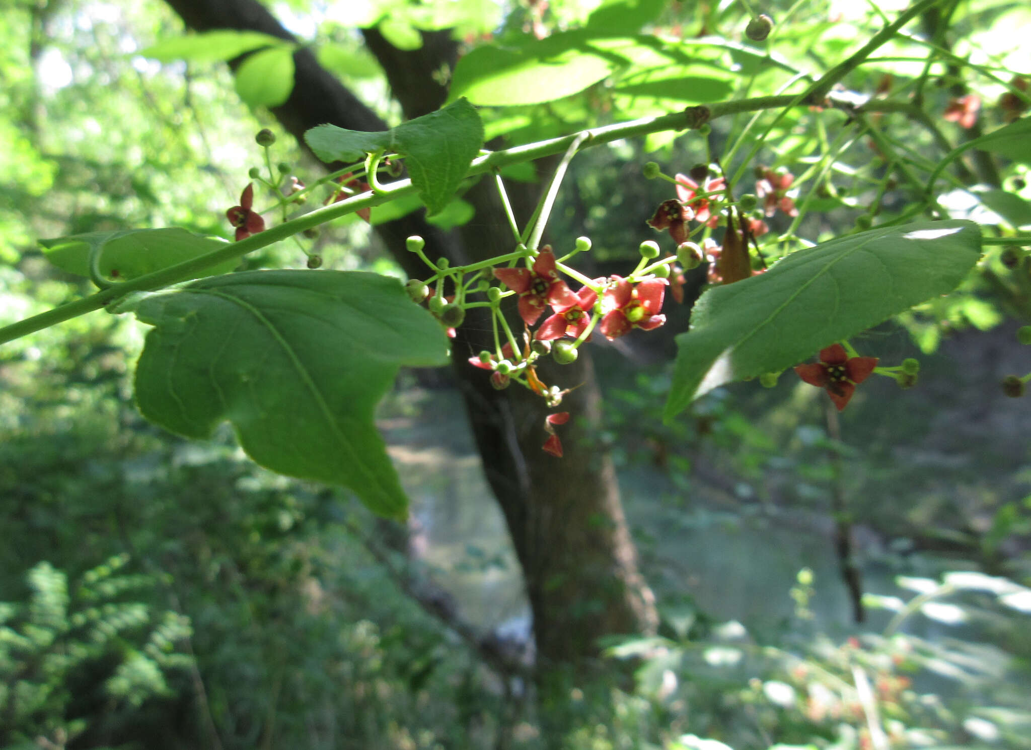 Image of burningbush