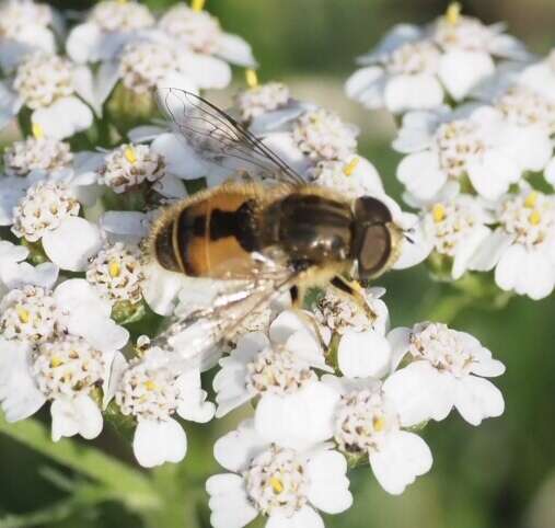 Image of Eristalis abusivus Collin 1931