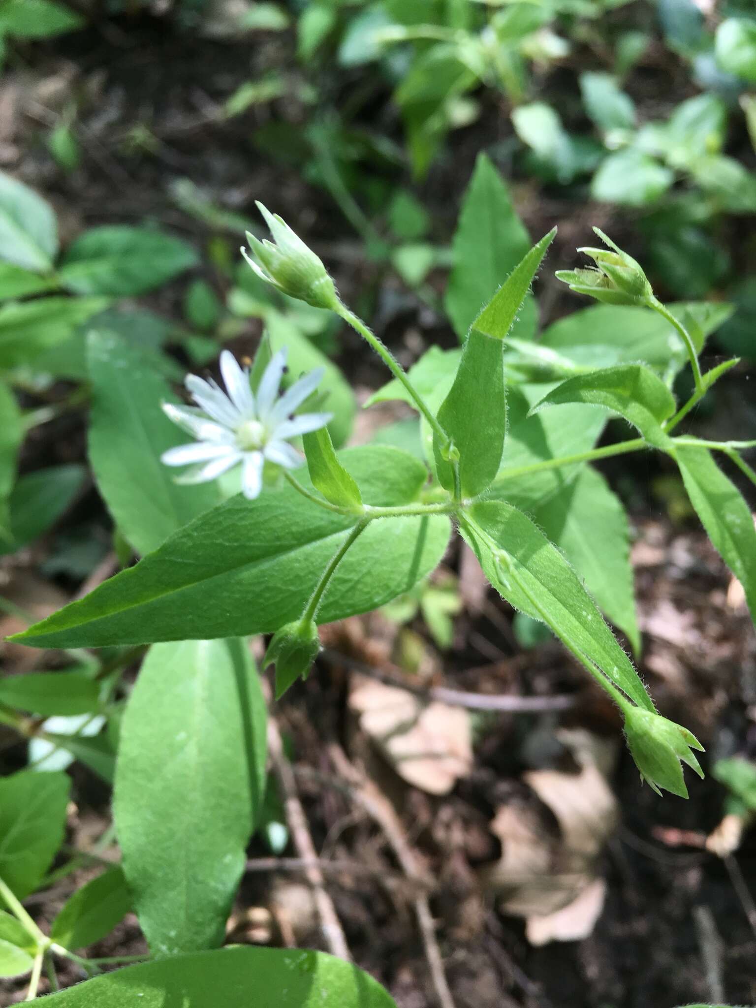 Image of Tennessee starwort