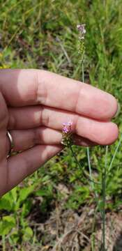 Image of Few-flowered Milkwort