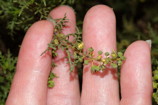 Image of Ambrosia artemisioides Meyen & Walp.