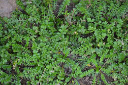 Imagem de Lepidium tenuicaule Kirk