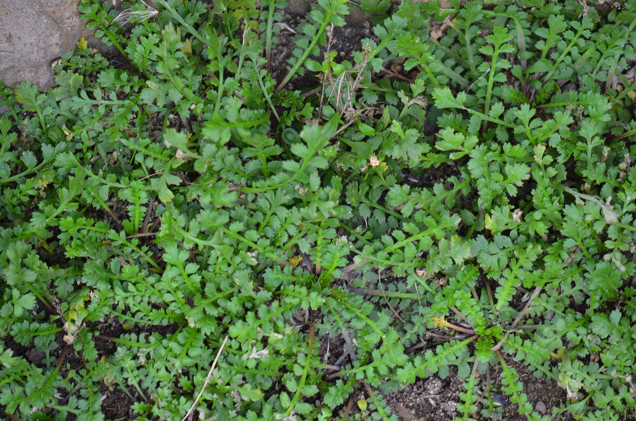 Imagem de Lepidium tenuicaule Kirk