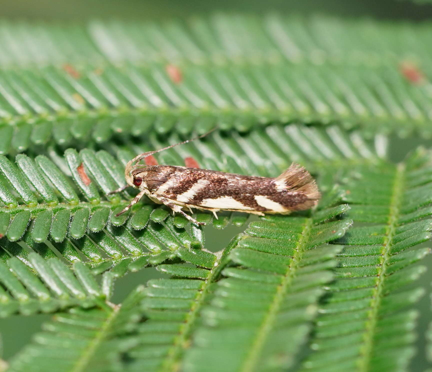 Image of Macrobathra heminephela Meyrick 1886