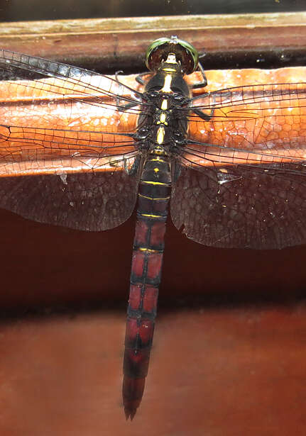 Image de Onychothemis culminicola Förster 1904