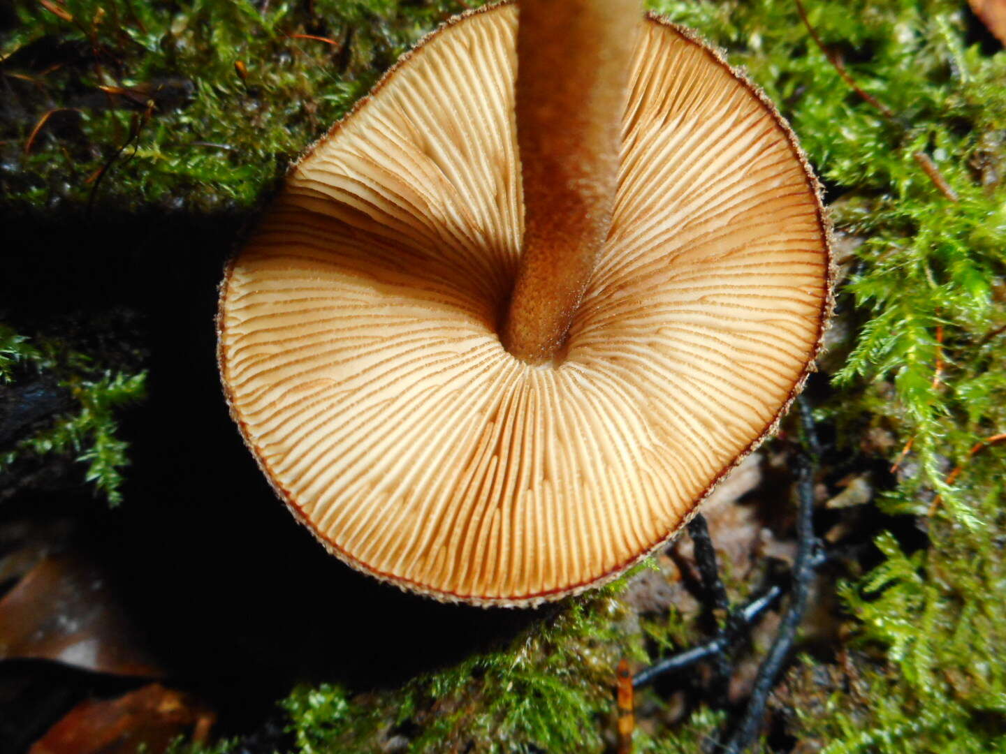 Image of Pluteus umbrosus (Pers.) P. Kumm. 1871