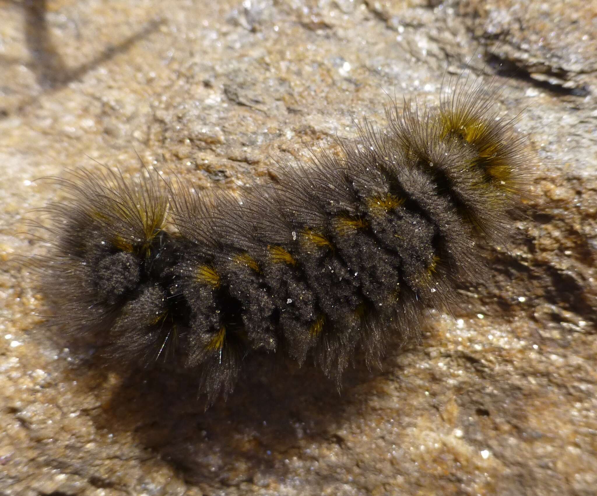 Image of Ross' Tussock Moth