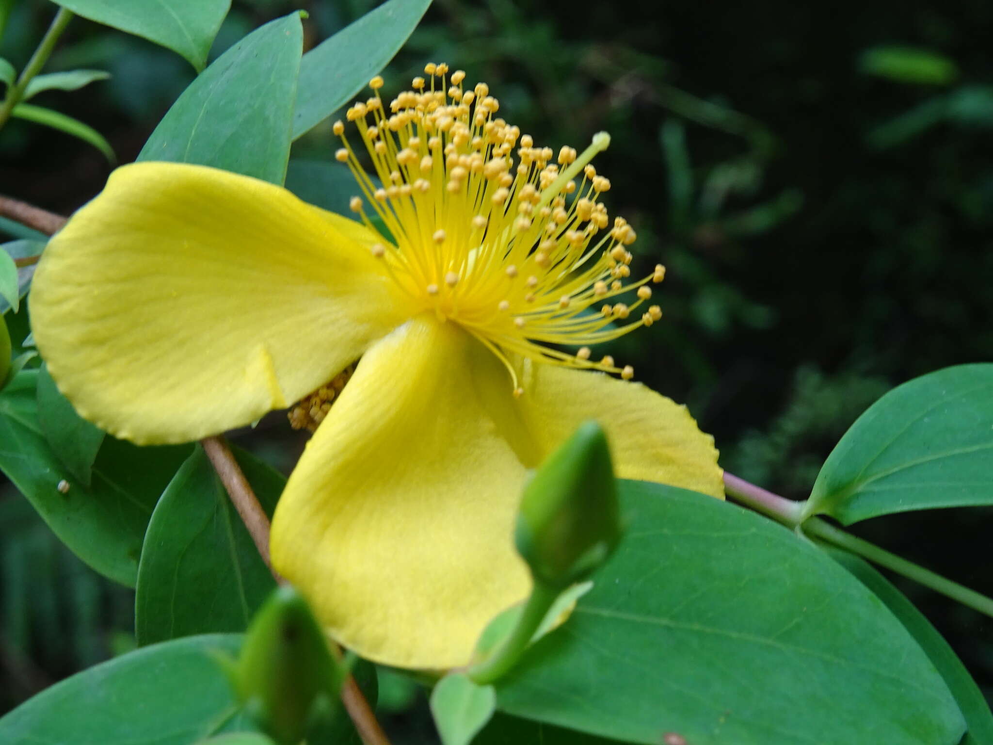 Image of Hypericum geminiflorum Hemsl.