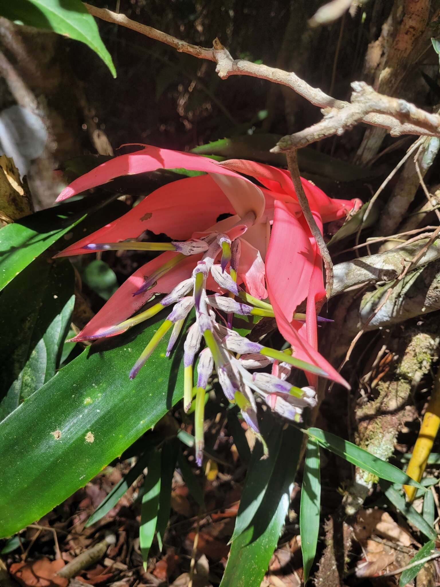 Image of Billbergia alfonsi-joannis Reitz