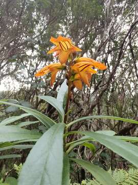 Image of Digitalis canariensis L.