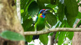 Image of Red-crowned Barbet