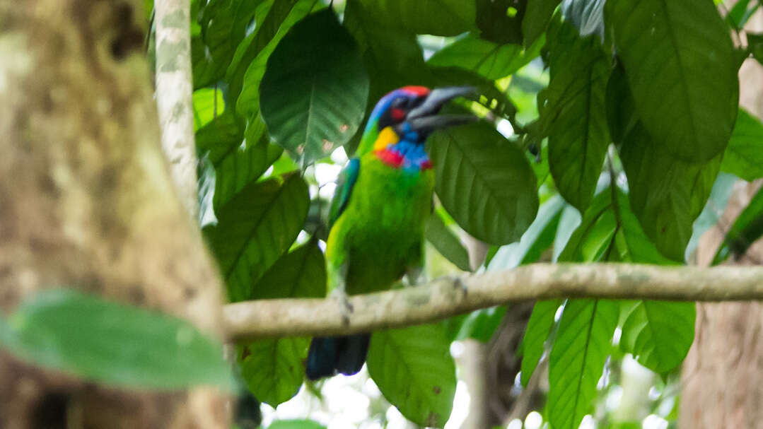 Image of Red-crowned Barbet