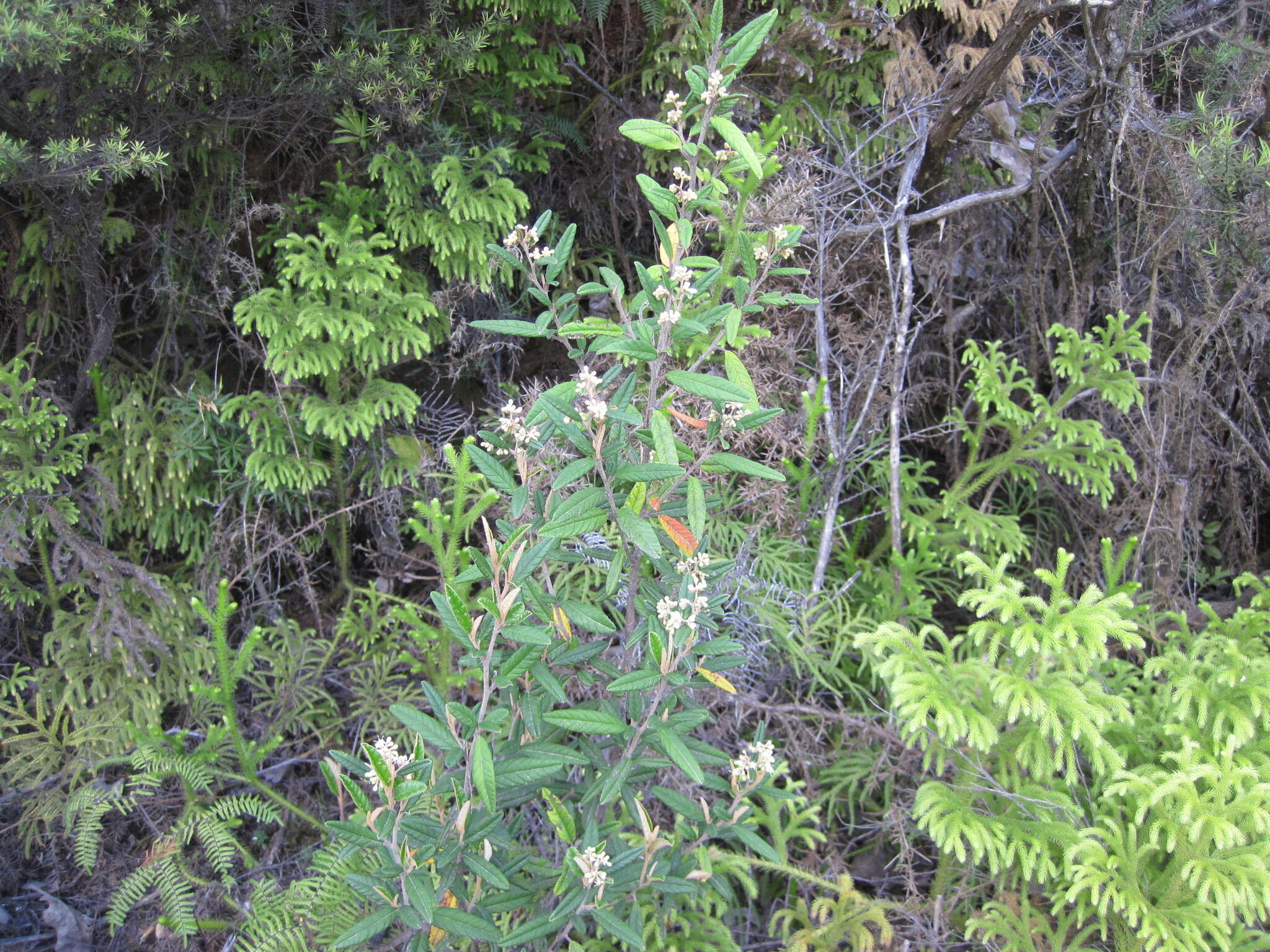 Image of Pomaderris rugosa Cheesem.