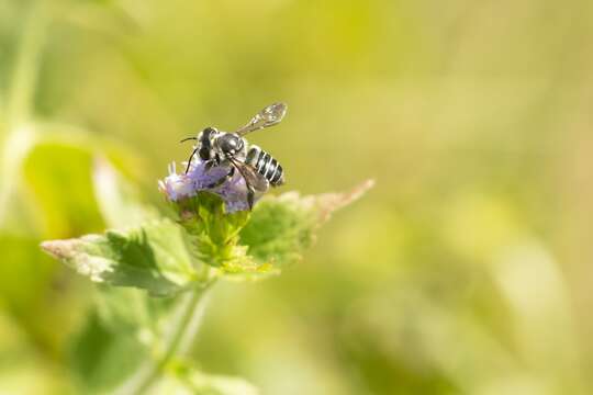 Image of Hoary Leaf-cutter Bee