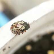 Image of Dogwood Calligrapha