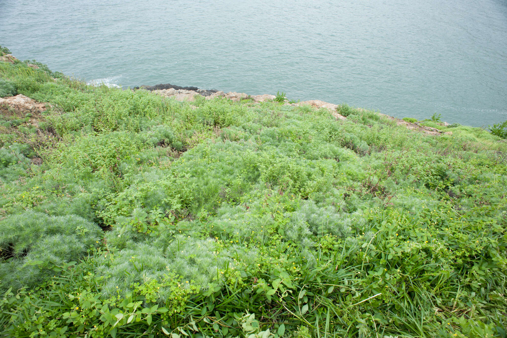 Image of Artemisia capillaris Thunb.