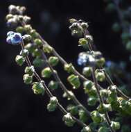 Image of Cynoglossum malabaricum (C. B. Cl.) Riedl