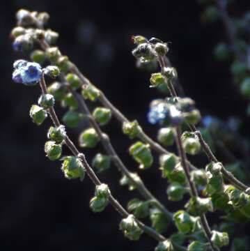 Cynoglossum malabaricum (C. B. Cl.) Riedl resmi