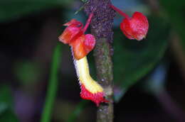 Image of Glossoloma tetragonoides (Mansf.) J. L. Clark