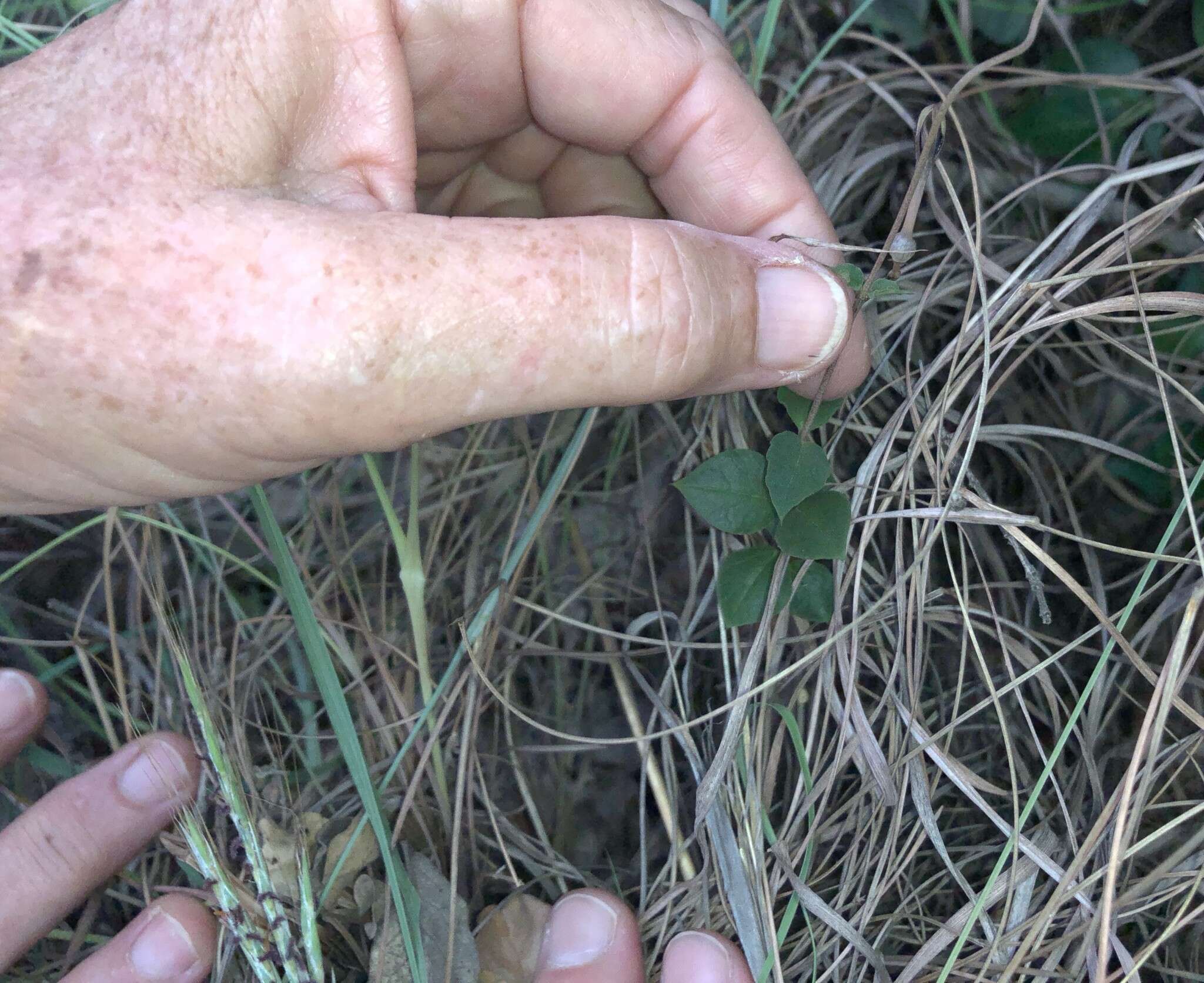 Image of Ceropegia decidua subsp. pretoriensis R. A. Dyer