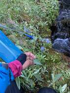 Image of Alaska tall bluebells