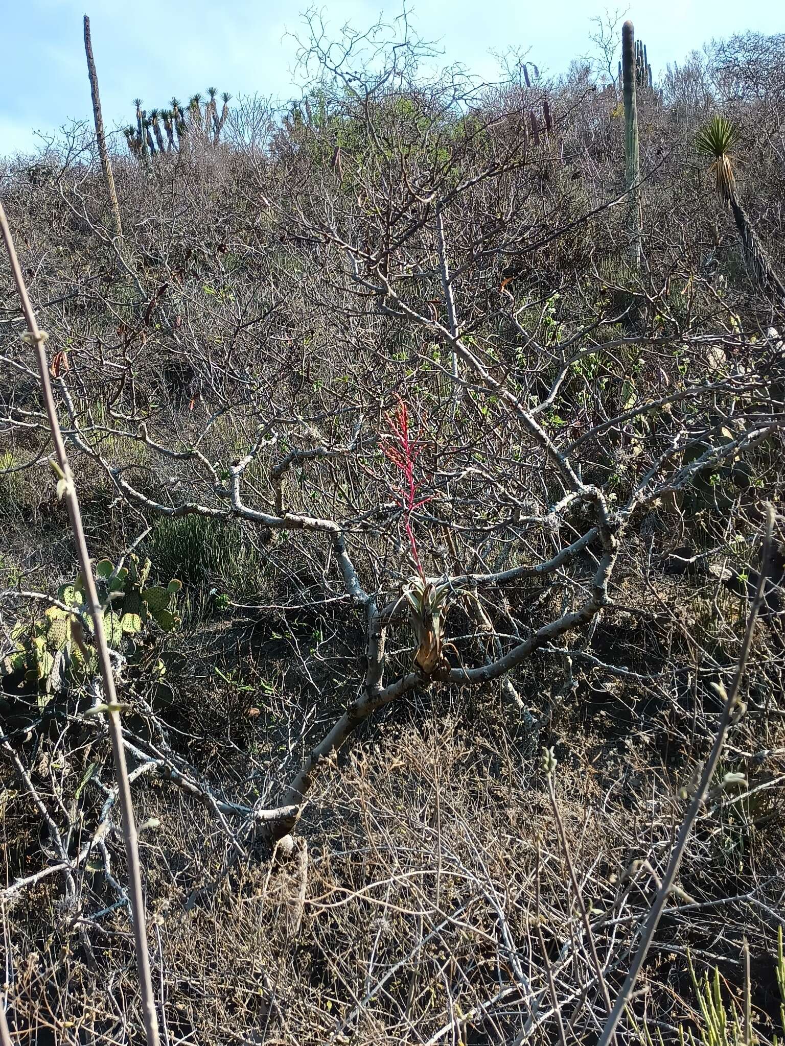 Image of Tillandsia tehuacana I. Ramírez & Carnevali