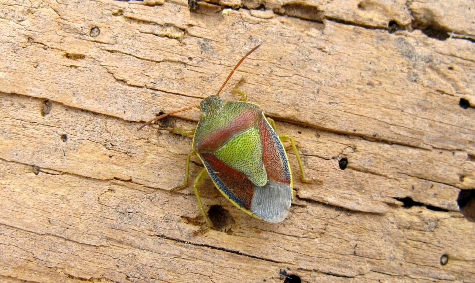 Image of Piezodorus lituratus (Fabricius 1794)