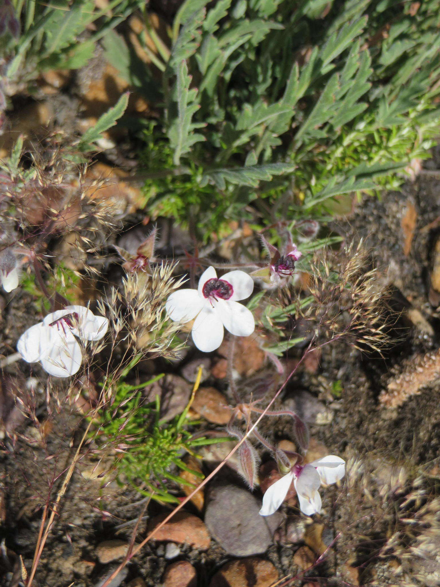 Image of Pelargonium tricolor (Jacq.) Curt.