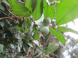 Image of Allocassine laurifolia (Harv.) N. Robson