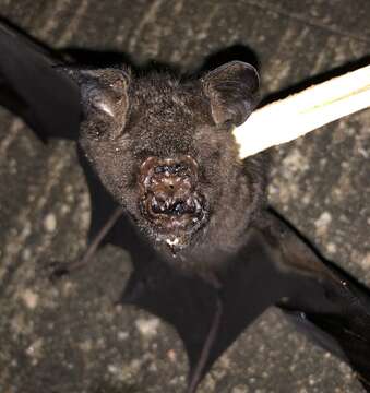 Image of Great Himalayan Leaf-nosed Bat