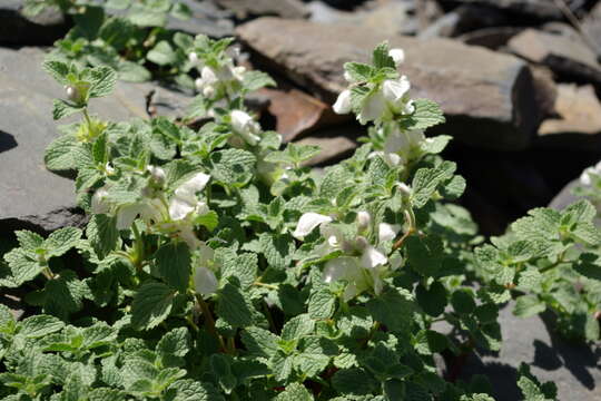 Image of Lamium tomentosum Willd.