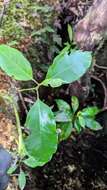 Cinnamomum micranthum (Hayata) Hayata的圖片