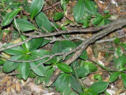 Image of Hibbertia scandens (Willd.) Gilg