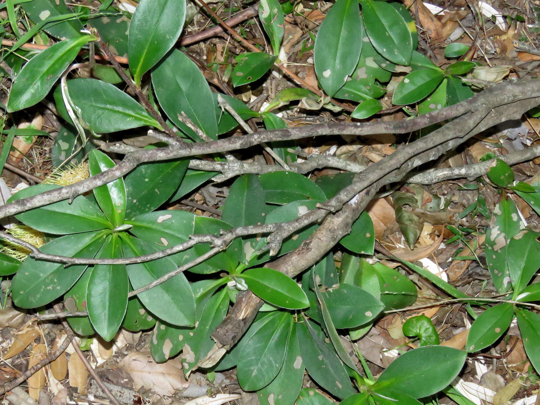 Image of Hibbertia scandens (Willd.) Gilg