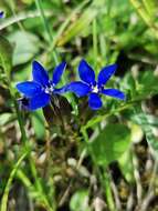 Image of Gentiana utriculosa L.