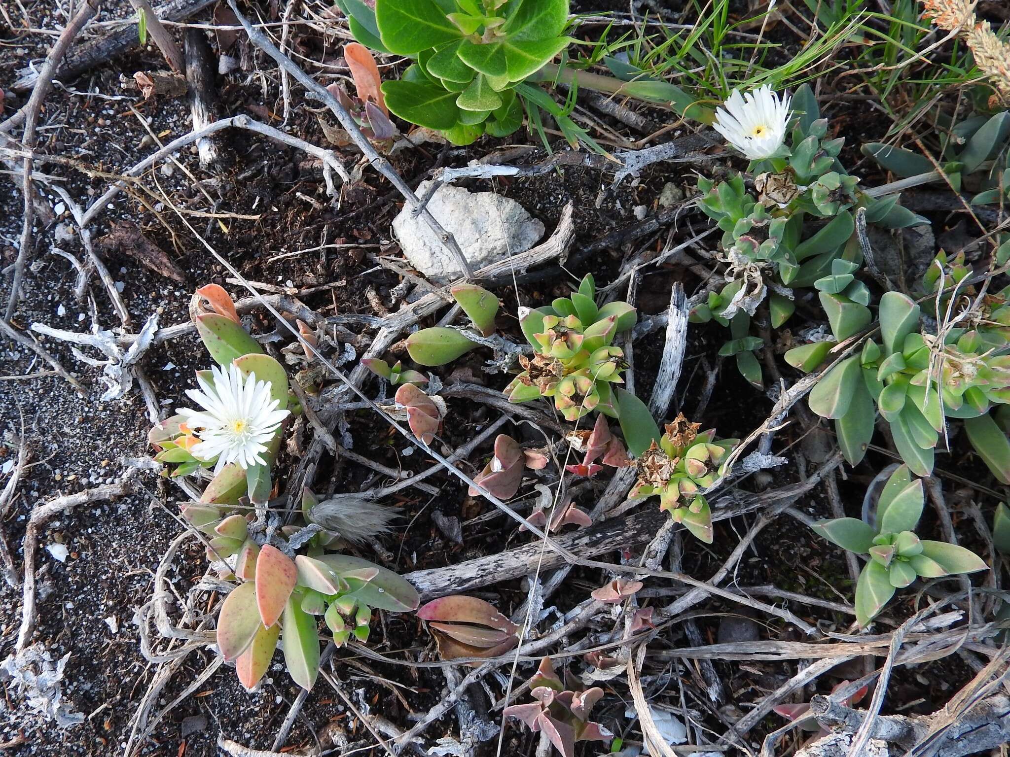 Image of Delosperma guthriei Lavis