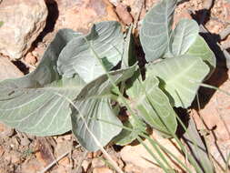 Asclepias nummularia Torr. resmi