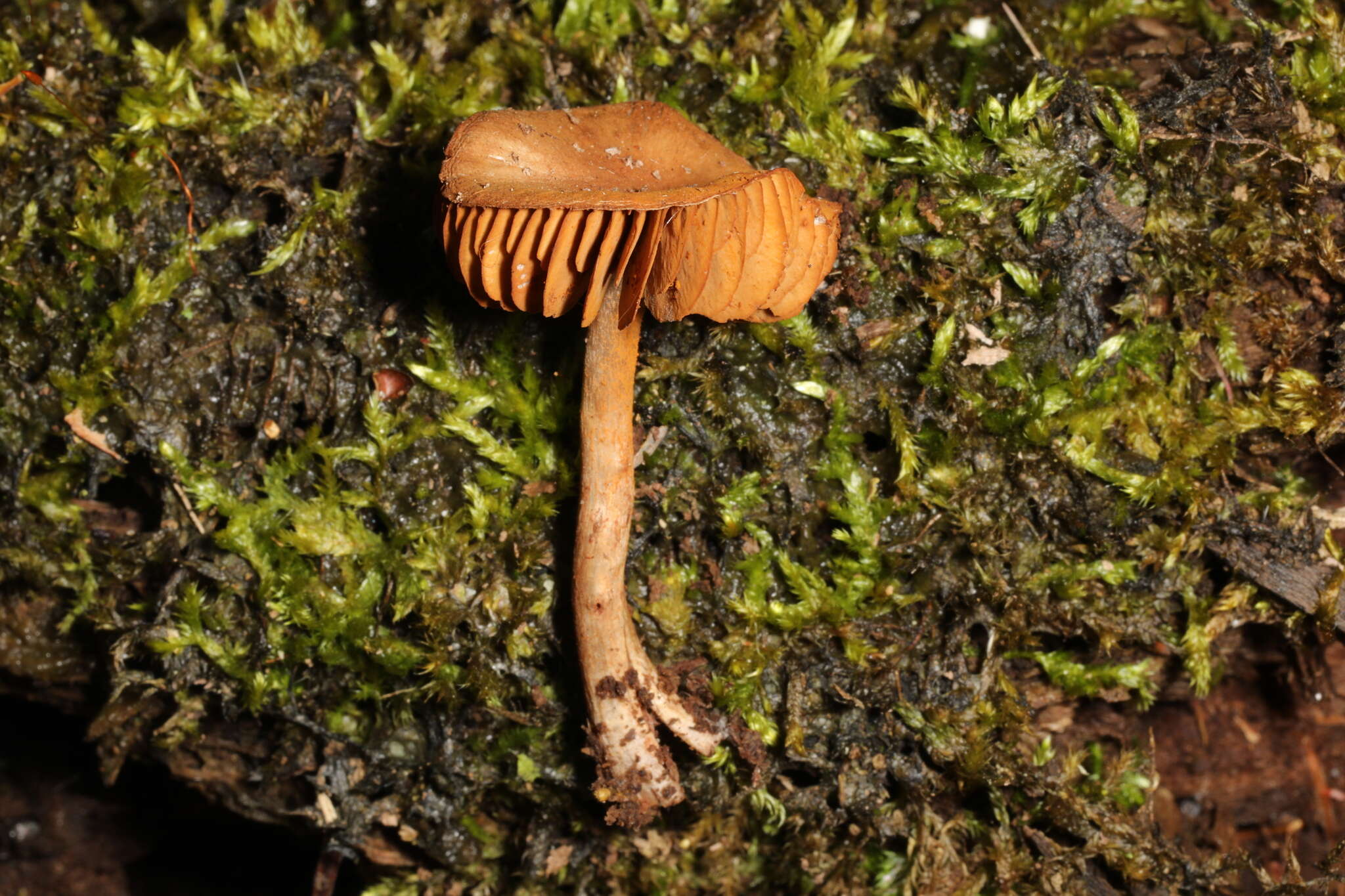 Image of Cortinarius perviolaceus Murrill 1946