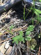 Potentilla crinita A. Gray resmi