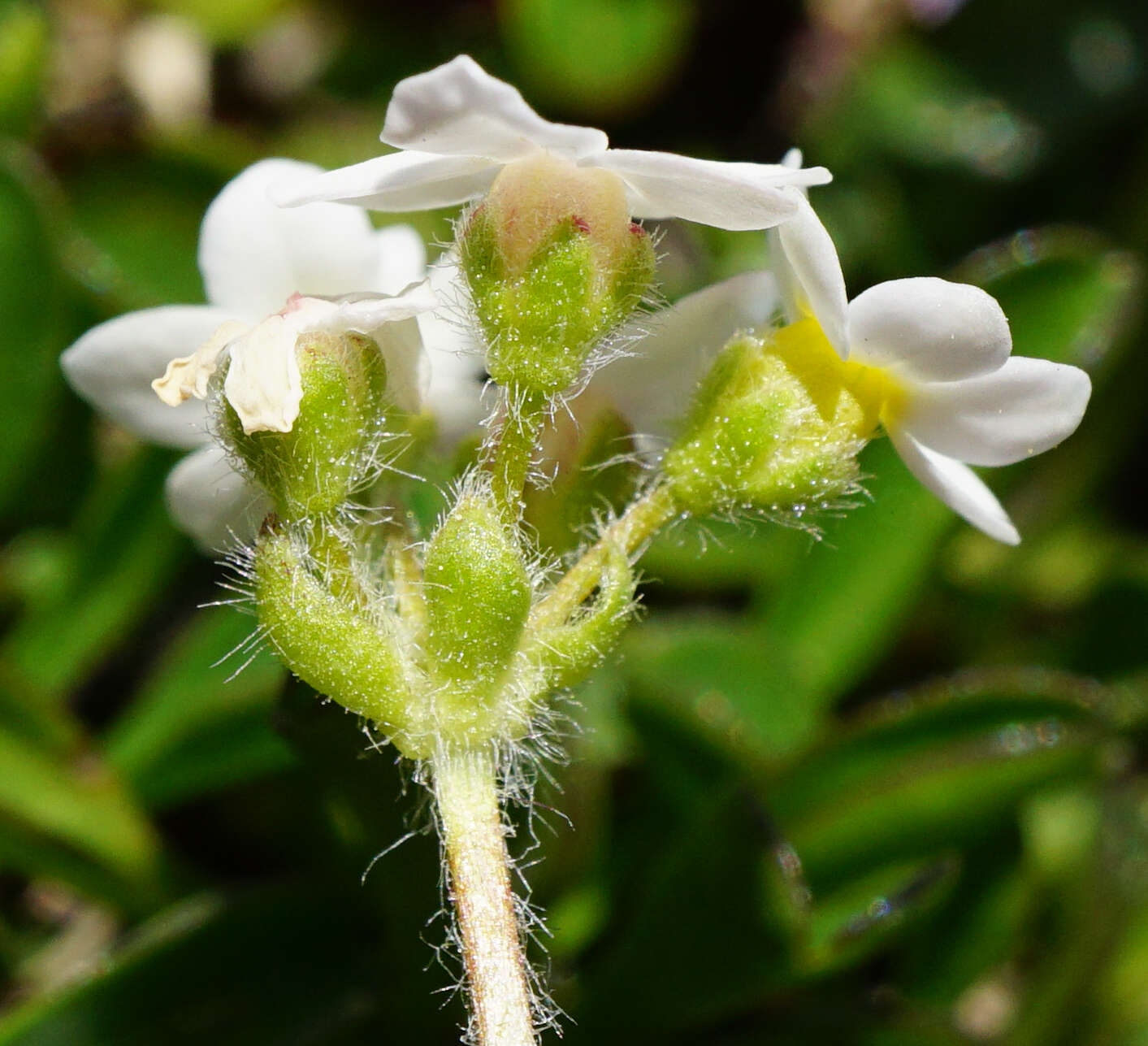 Image of Sweet-Flower Rock-Jasmine