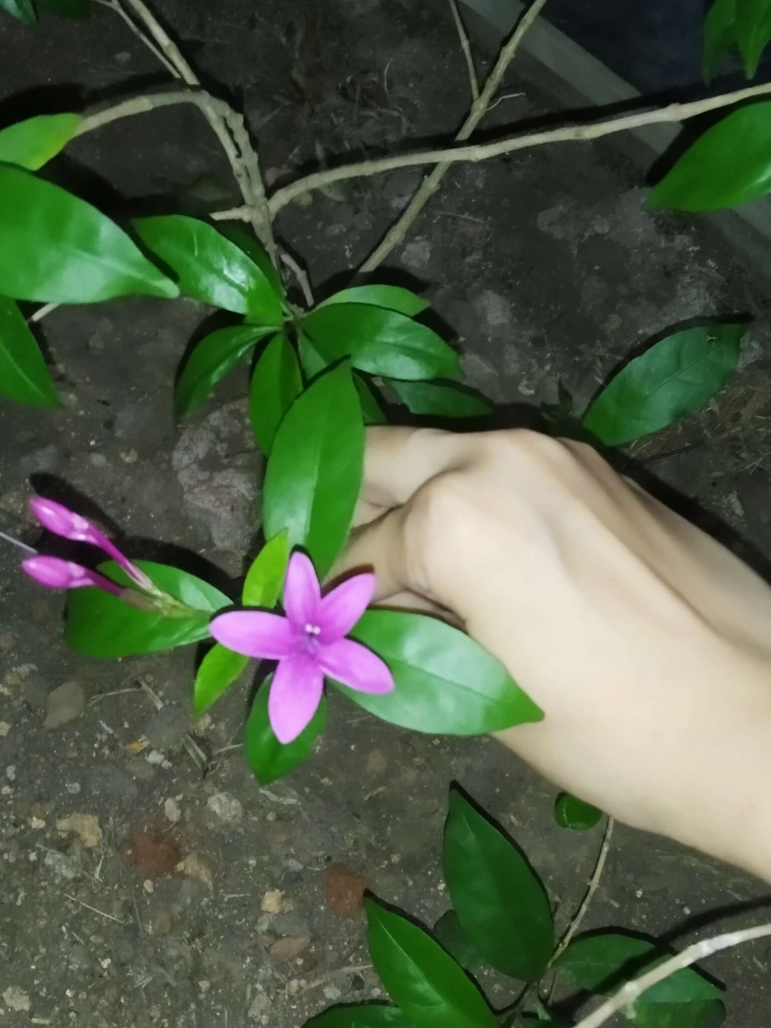 Pseuderanthemum laxiflorum (A. Gray) Hubbard ex L. H. Bailey resmi