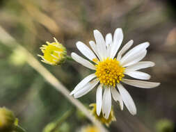 Imagem de Erigeron filifolius (Hook.) Nutt.