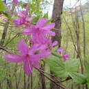 Image of Rhododendron dilatatum Miq.