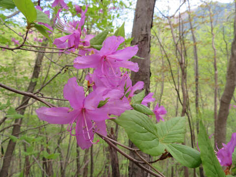 Image of Rhododendron dilatatum Miq.