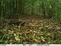 Image of White-faced Quail-Dove