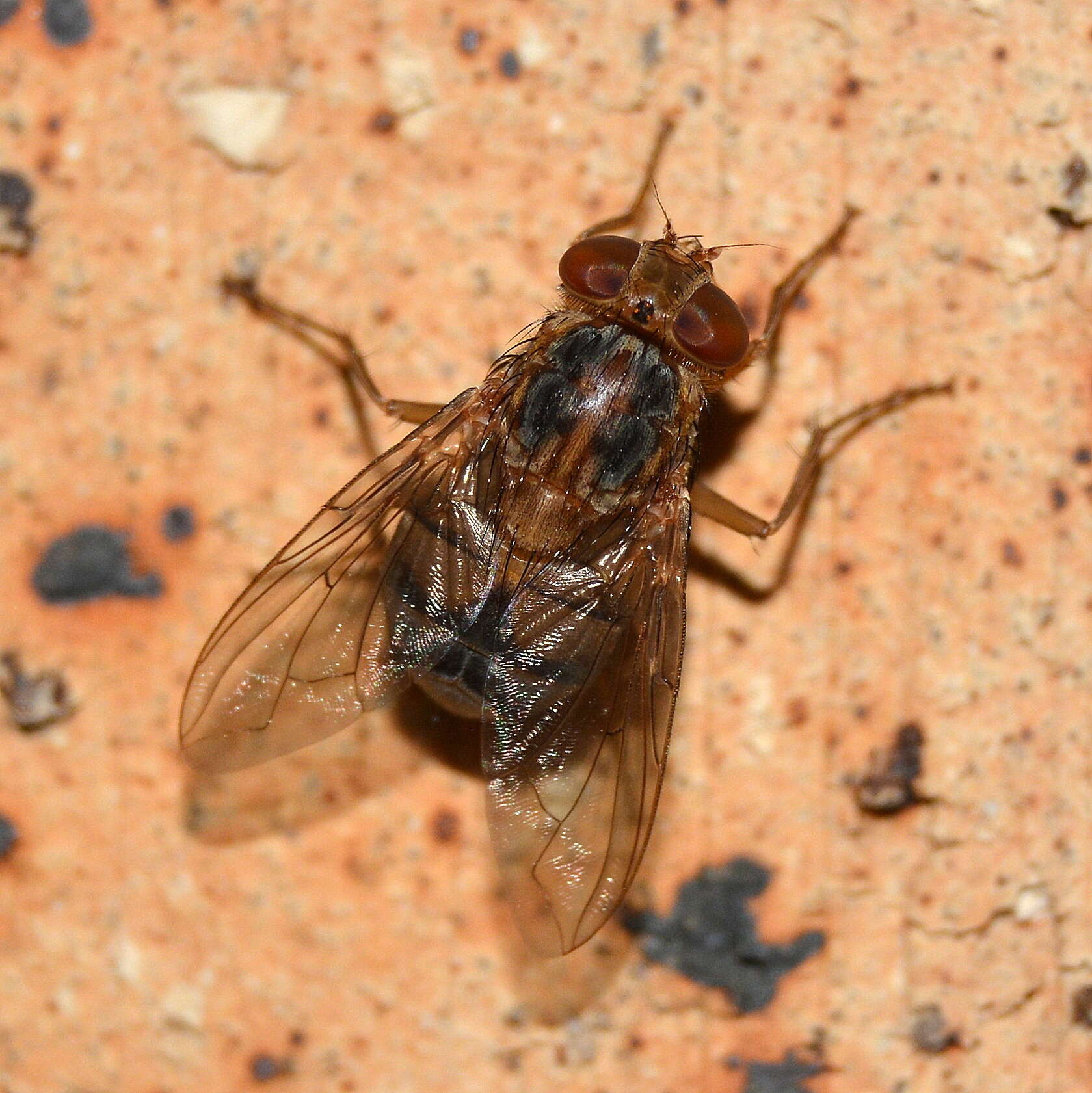 Cordylobia anthropophaga (Blanchard & Berenger-Feraud 1872) resmi