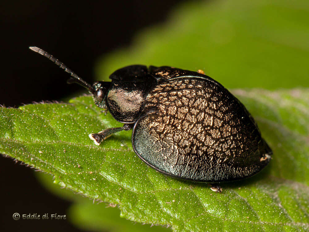 صورة Cyrtonota conglomerata (Boheman 1862)