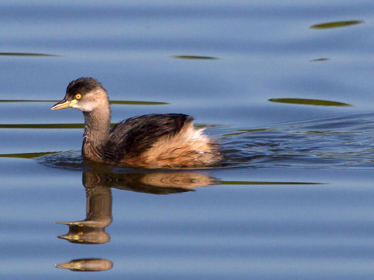 Image of Australasian Grebe