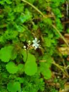 Sivun Saxifraga hirsuta L. kuva