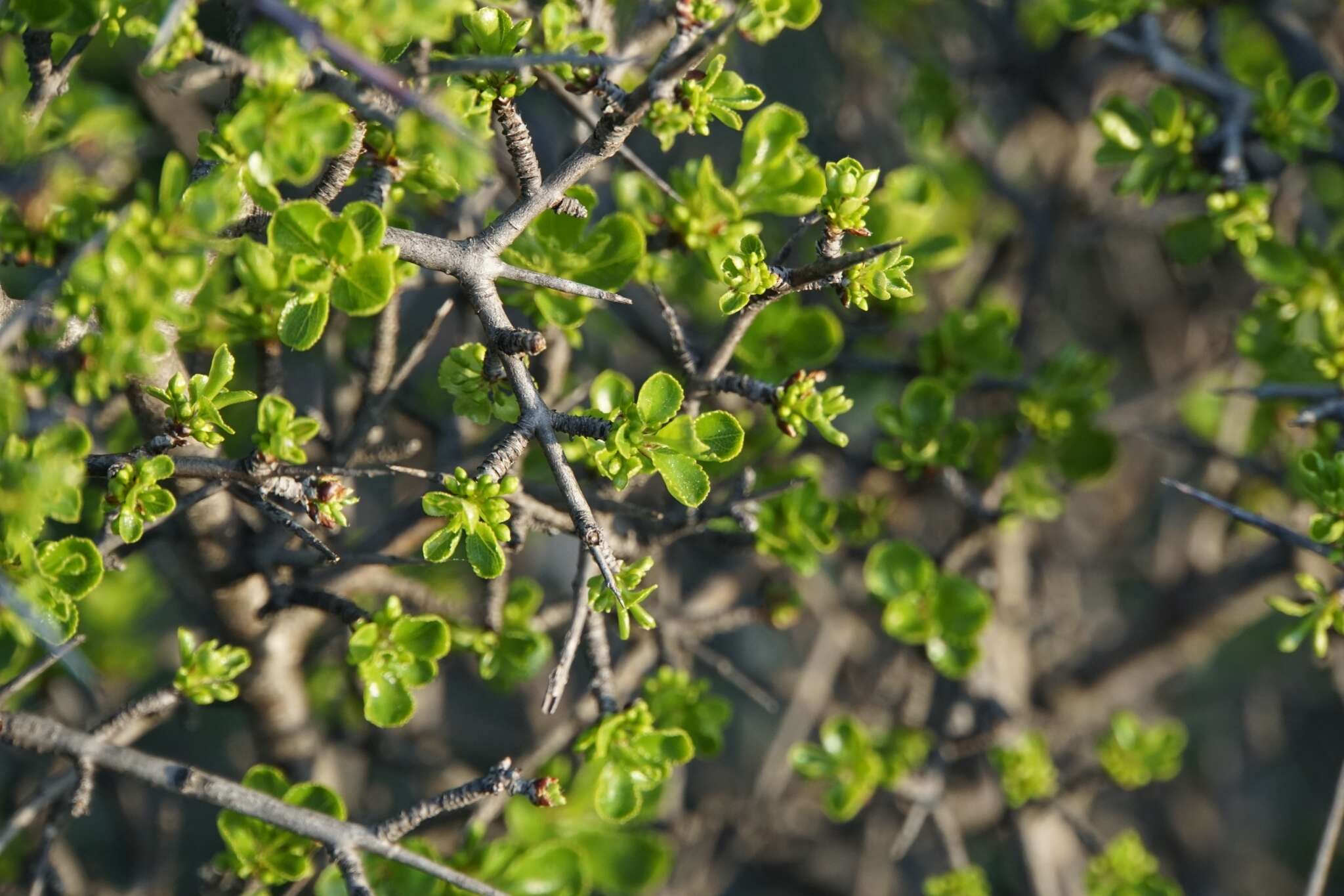 Image of Rhamnus intermedia Steudel & Hochst.